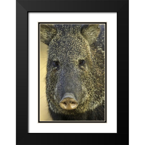 Texas Frontal view of collard peccary Black Modern Wood Framed Art Print with Double Matting by Lord, Fred