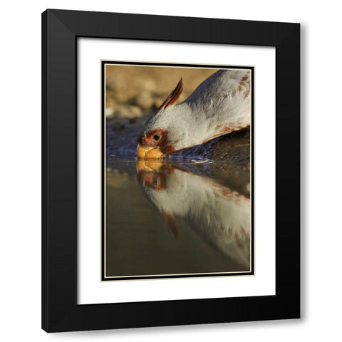Texas Male pyrrhuloxis bird drinking Black Modern Wood Framed Art Print with Double Matting by Lord, Fred