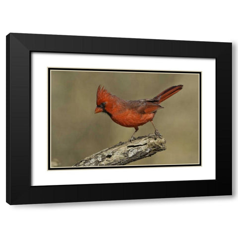 Texas Northern cardinal on branch Black Modern Wood Framed Art Print with Double Matting by Lord, Fred