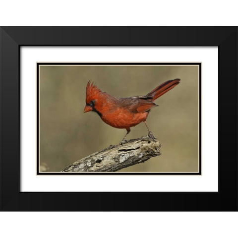 Texas Northern cardinal on branch Black Modern Wood Framed Art Print with Double Matting by Lord, Fred