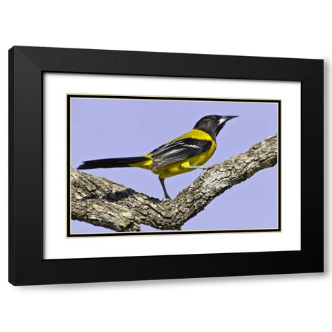 Texas, Santa Clara Ranch Audubon oriole on limb Black Modern Wood Framed Art Print with Double Matting by Lord, Fred