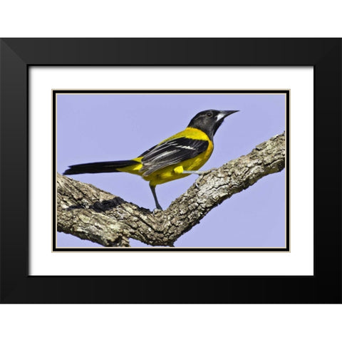 Texas, Santa Clara Ranch Audubon oriole on limb Black Modern Wood Framed Art Print with Double Matting by Lord, Fred