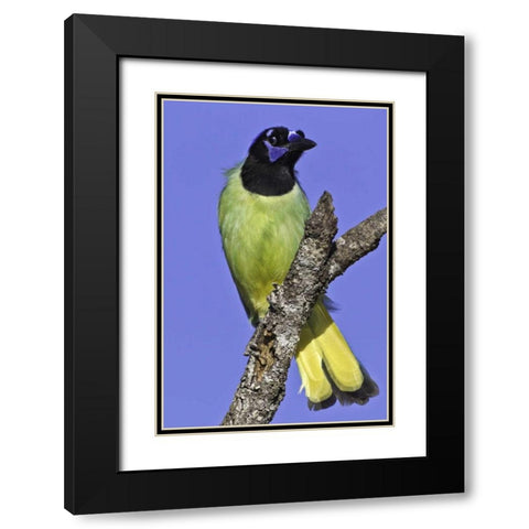 USA, Texas, Santa Clara Ranch Green jay on limb Black Modern Wood Framed Art Print with Double Matting by Lord, Fred