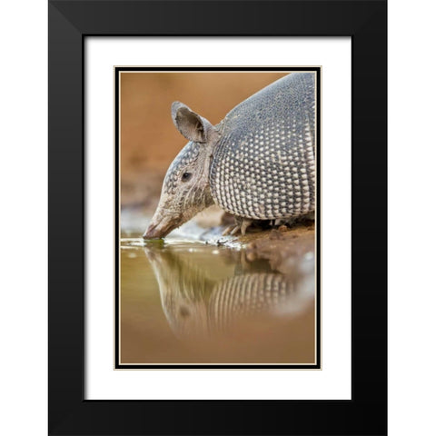 Texas Nine-banded armadillo drinking Black Modern Wood Framed Art Print with Double Matting by Lord, Fred
