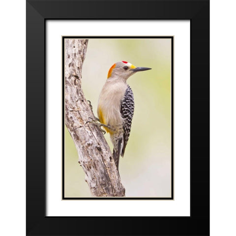 TX, Mission Golden-fronted woodpecker on branch Black Modern Wood Framed Art Print with Double Matting by Lord, Fred