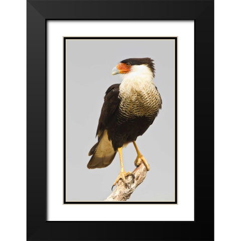 TX, Mission Crested caracara standing on branch Black Modern Wood Framed Art Print with Double Matting by Lord, Fred