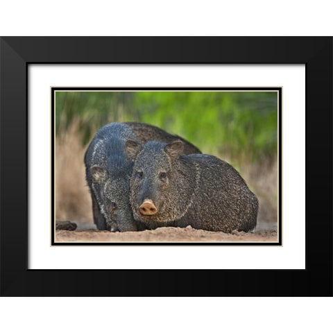 Texas, Santa Clara Ranch Two wild javelinas Black Modern Wood Framed Art Print with Double Matting by Welling, Dave