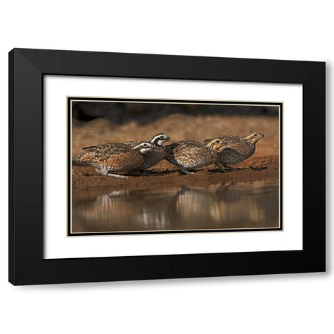 Texas Northern bobwhites gather at a pond Black Modern Wood Framed Art Print with Double Matting by Welling, Dave