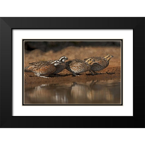 Texas Northern bobwhites gather at a pond Black Modern Wood Framed Art Print with Double Matting by Welling, Dave