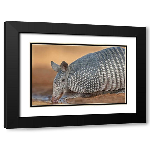 Texas Wild nine-banded armadillo drinking Black Modern Wood Framed Art Print with Double Matting by Welling, Dave