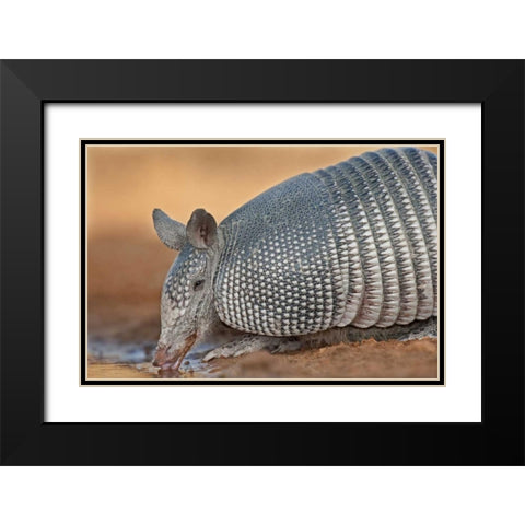 Texas Wild nine-banded armadillo drinking Black Modern Wood Framed Art Print with Double Matting by Welling, Dave