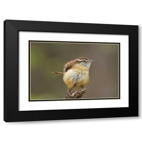 TX Carolina wren ruffles its feathers Black Modern Wood Framed Art Print with Double Matting by Welling, Dave