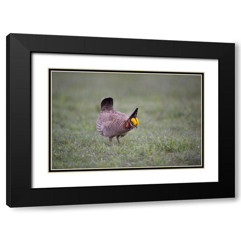 TX, Panhandle, Male lesser prairie chicken struts Black Modern Wood Framed Art Print with Double Matting by Welling, Dave