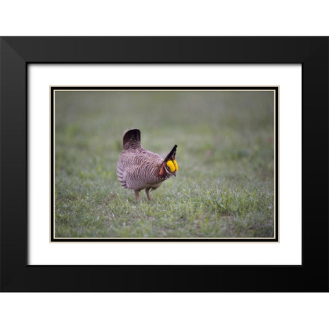 TX, Panhandle, Male lesser prairie chicken struts Black Modern Wood Framed Art Print with Double Matting by Welling, Dave