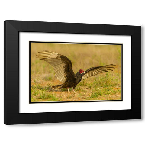 Texas, Hidalgo County Turkey vulture on ground Black Modern Wood Framed Art Print with Double Matting by Illg, Cathy and Gordon