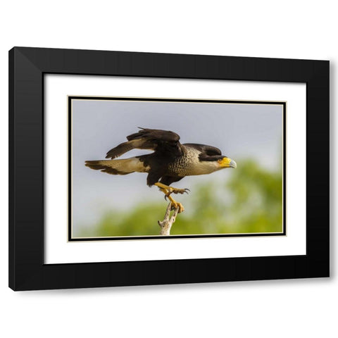 Texas, Hidalgo Co, Crested caracara on tree stump Black Modern Wood Framed Art Print with Double Matting by Illg, Cathy and Gordon