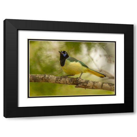 Texas, Hidalgo County Green jay on limb Black Modern Wood Framed Art Print with Double Matting by Illg, Cathy and Gordon