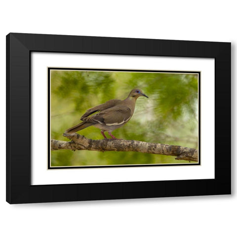 Texas, Hidalgo County White-winged dove on limb Black Modern Wood Framed Art Print with Double Matting by Illg, Cathy and Gordon
