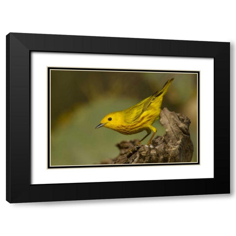 Texas, Hidalgo County Yellow warbler on log Black Modern Wood Framed Art Print with Double Matting by Illg, Cathy and Gordon