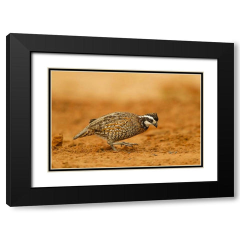 Texas, Hidalgo Co Male bobwhite scratching dirt Black Modern Wood Framed Art Print with Double Matting by Illg, Cathy and Gordon