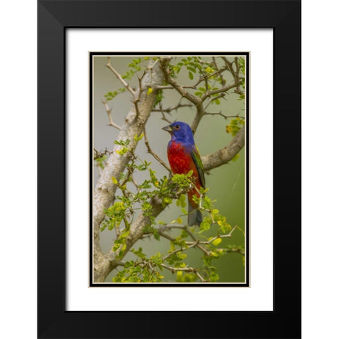 TX, Hidalgo Co Painted bunting in thorny tree Black Modern Wood Framed Art Print with Double Matting by Illg, Cathy and Gordon