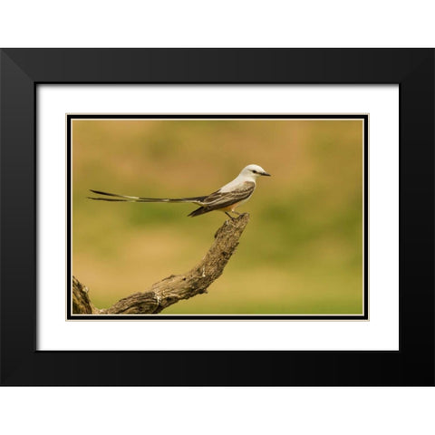 TX, Hidalgo Co Scissor-tailed flycatcher on limb Black Modern Wood Framed Art Print with Double Matting by Illg, Cathy and Gordon