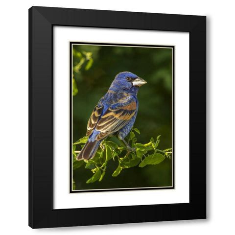 TX, Hidalgo Co Rear Male blue grosbeak on branch Black Modern Wood Framed Art Print with Double Matting by Illg, Cathy and Gordon