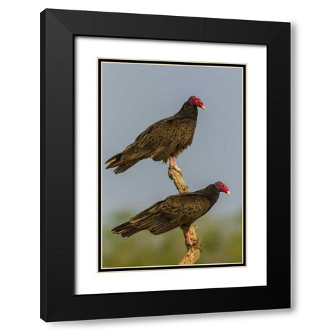 Texas, Hidalgo Co Turkey vulture pair on stump Black Modern Wood Framed Art Print with Double Matting by Illg, Cathy and Gordon