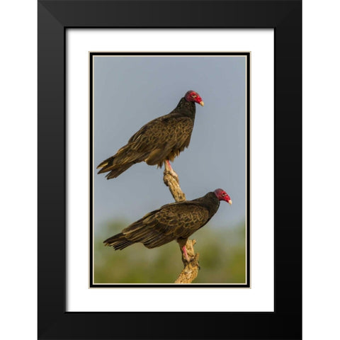 Texas, Hidalgo Co Turkey vulture pair on stump Black Modern Wood Framed Art Print with Double Matting by Illg, Cathy and Gordon