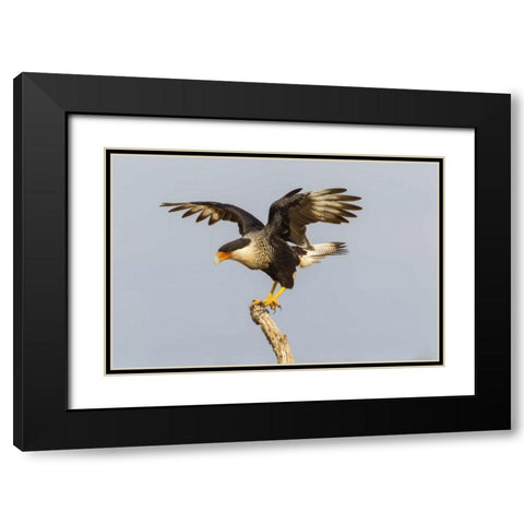 Texas, Hidalgo Co, Crested caracara on tree stump Black Modern Wood Framed Art Print with Double Matting by Illg, Cathy and Gordon