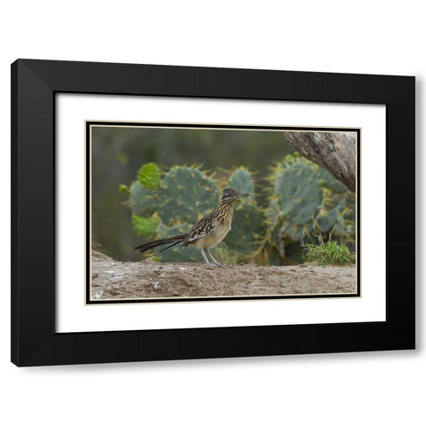 Texas, Hidalgo Co Roadrunner bird next to cacti Black Modern Wood Framed Art Print with Double Matting by Illg, Cathy and Gordon