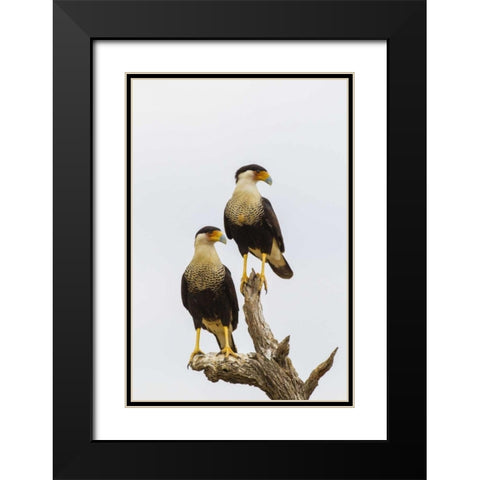 TX, Hidalgo Co, Adult crested caracara pair Black Modern Wood Framed Art Print with Double Matting by Illg, Cathy and Gordon
