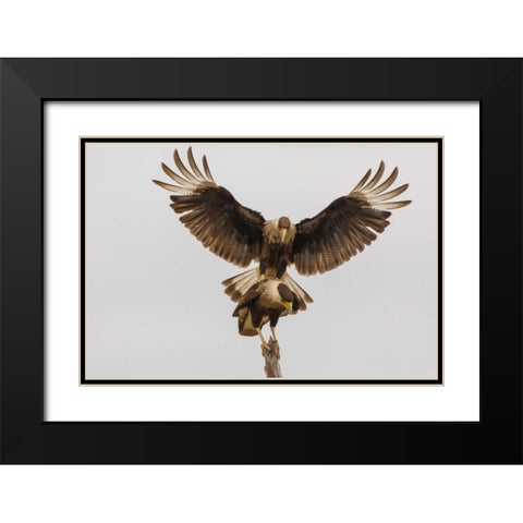 Texas, Hidalgo County Crested caracara pair Black Modern Wood Framed Art Print with Double Matting by Illg, Cathy and Gordon