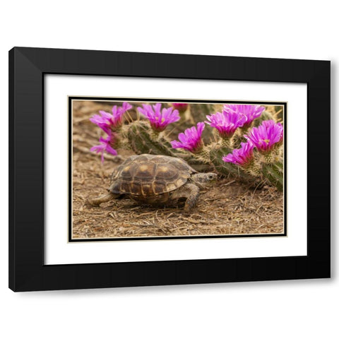 TX, Berlandiers tortoise and strawberry pataya Black Modern Wood Framed Art Print with Double Matting by Illg, Cathy and Gordon