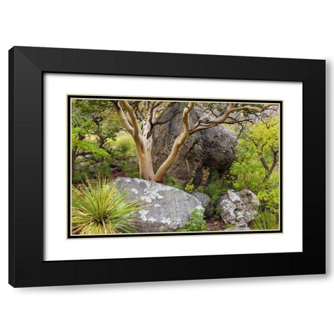 TX, Guadalupe Mts NP Texas madrona tree Black Modern Wood Framed Art Print with Double Matting by Paulson, Don