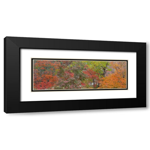 Texas, Guadalupe Mts NP Bigtooth maple trees Black Modern Wood Framed Art Print with Double Matting by Paulson, Don