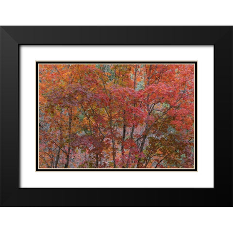 Texas, Guadalupe Mtains NP Bigtooth maple trees Black Modern Wood Framed Art Print with Double Matting by Paulson, Don