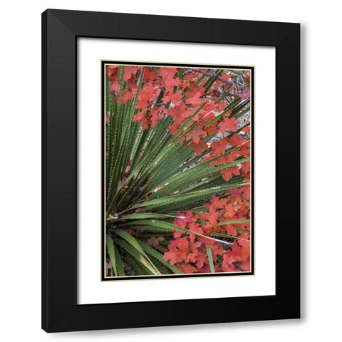 TX, Guadalupe Mts NP Bigtooth maple and sotol Black Modern Wood Framed Art Print with Double Matting by Paulson, Don