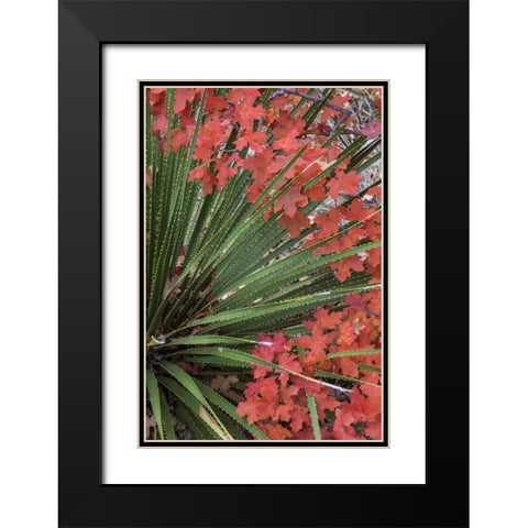 TX, Guadalupe Mts NP Bigtooth maple and sotol Black Modern Wood Framed Art Print with Double Matting by Paulson, Don