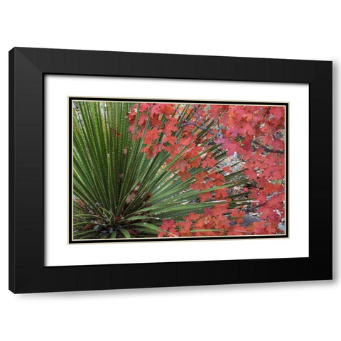 TX, Guadalupe Mts NP Bigtooth maple and sotol Black Modern Wood Framed Art Print with Double Matting by Paulson, Don