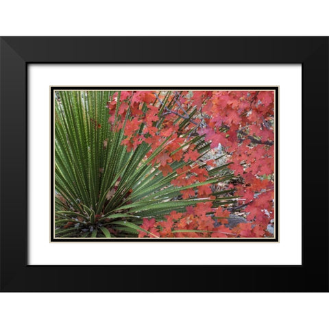 TX, Guadalupe Mts NP Bigtooth maple and sotol Black Modern Wood Framed Art Print with Double Matting by Paulson, Don