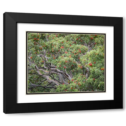 TX, Guadalupe Mts NP Texas madrona with berries Black Modern Wood Framed Art Print with Double Matting by Paulson, Don