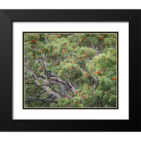 TX, Guadalupe Mts NP Texas madrona with berries Black Modern Wood Framed Art Print with Double Matting by Paulson, Don