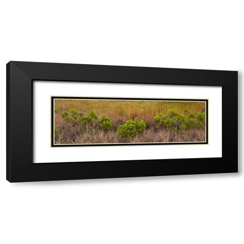 TX, Guadalupe Mountains NP Bushes and grasses Black Modern Wood Framed Art Print with Double Matting by Paulson, Don