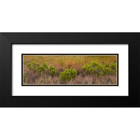TX, Guadalupe Mountains NP Bushes and grasses Black Modern Wood Framed Art Print with Double Matting by Paulson, Don
