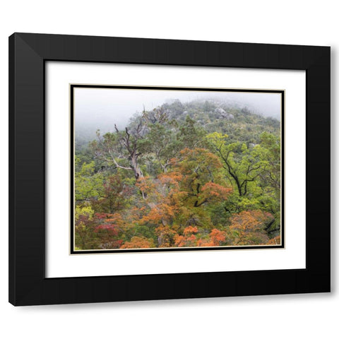 TX, Guadalupe Mountains NP McKittrick Canyon Black Modern Wood Framed Art Print with Double Matting by Paulson, Don