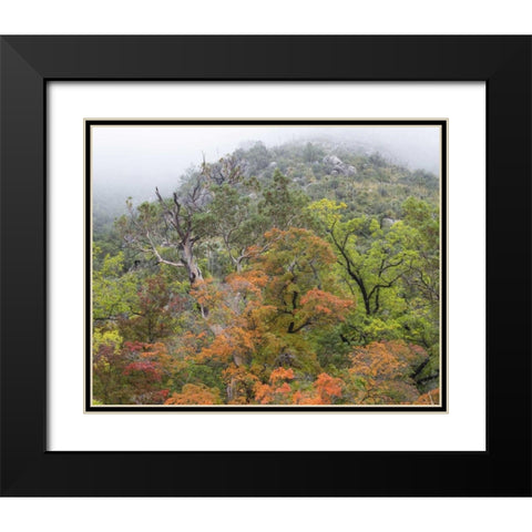 TX, Guadalupe Mountains NP McKittrick Canyon Black Modern Wood Framed Art Print with Double Matting by Paulson, Don