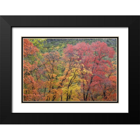 Texas, Guadalupe Mountains NP McKittrick Canyon Black Modern Wood Framed Art Print with Double Matting by Paulson, Don