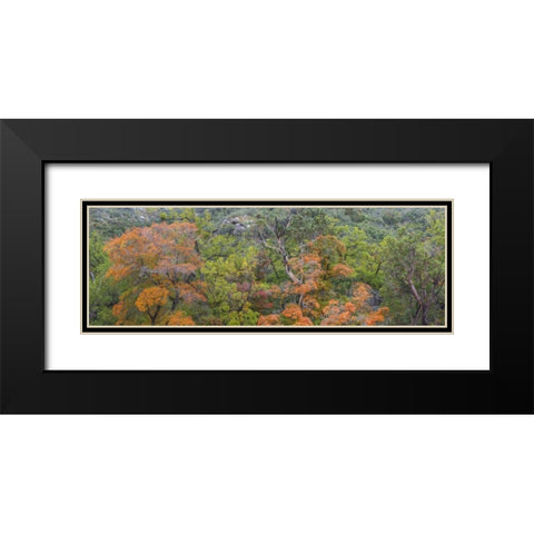 TX, Guadalupe Mts NP Scenic of McKittrick Canyon Black Modern Wood Framed Art Print with Double Matting by Paulson, Don