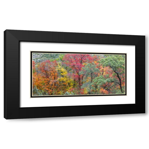 TX, Guadalupe Mts Panoramic of McKittrick Canyon Black Modern Wood Framed Art Print with Double Matting by Paulson, Don
